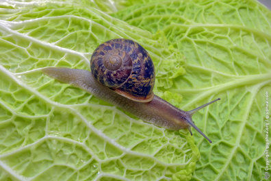 Escargot sur feuille de choux (Petit-Gris - Helix aspersa)